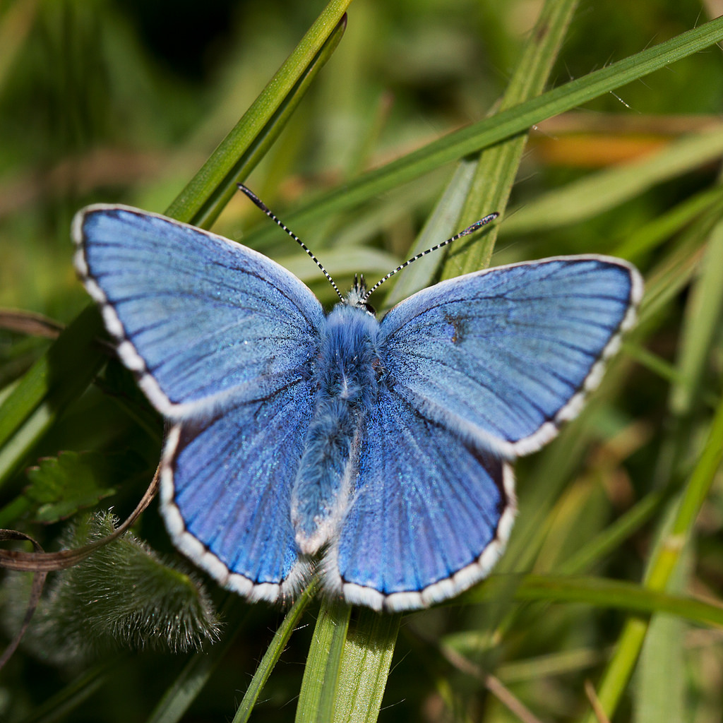 blue adonis butterfly